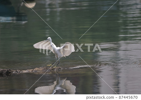 the flying White egret at the coast, hk 28 Feb 2022 87445670