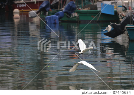 the White egret at the coast, hong kong  28 Feb 2022 87445684
