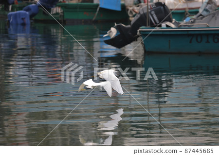 the White egret at the coast, hong kong  28 Feb 2022 87445685