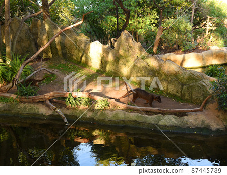 Fosa or Fossa (Cryptoprocta ferox) in natural environment in wild habitats Fosa or Fossa (Cryptoprocta ferox) in natural environment in wild habitats 87445789