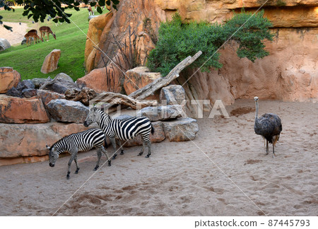 Zebra and ostrichin in natural environment in wild habitats. 87445793
