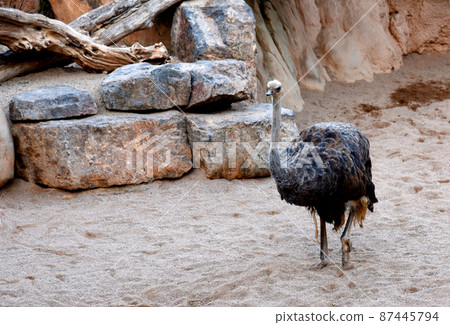 Ostrichin in natural environment in wild habitats. 87445794