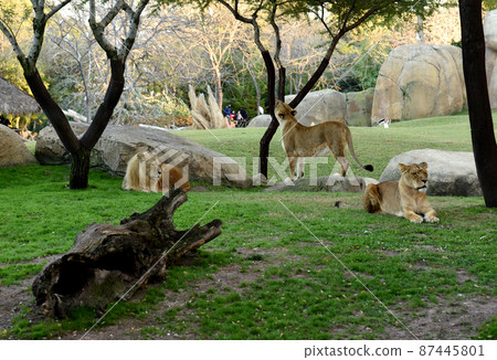 Lion. Wild African lions and other animals in natural environment with wild habitats 87445801
