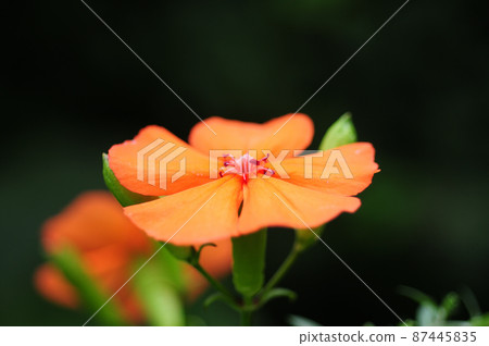 人參(Fusidium ginseng) 人參(Fusidium ginseng) 87445835
