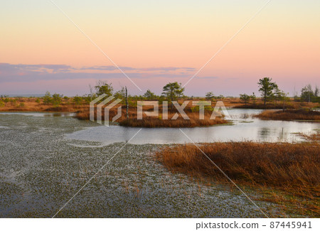 Swamp Yelnya in autumn landscape. Wild mire of Belarus. Swamp Yelnya in autumn landscape. Wild mire of Belarus. 87445941