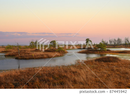 Swamp Yelnya in autumn landscape. Wild mire of Belarus. Swamp Yelnya in autumn landscape. Wild mire of Belarus. 87445942