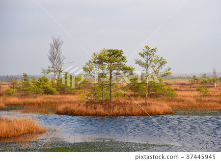 Swamp Yelnya in autumn landscape. Wild mire of Belarus. Swamp Yelnya in autumn landscape. Wild mire of Belarus. 87445945