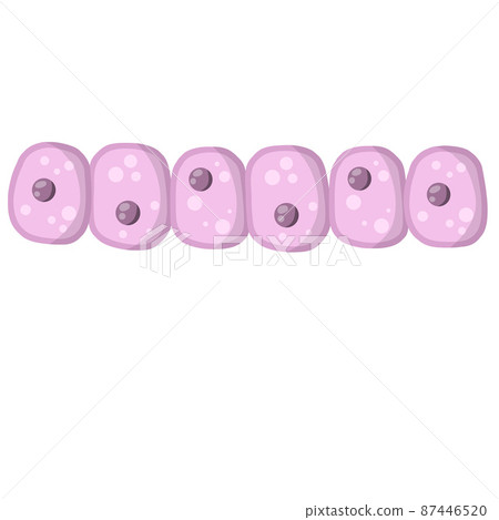 Cell of human organism. Cartoon flat illustration. Skin system. 87446520