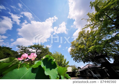 蓮花 87446560