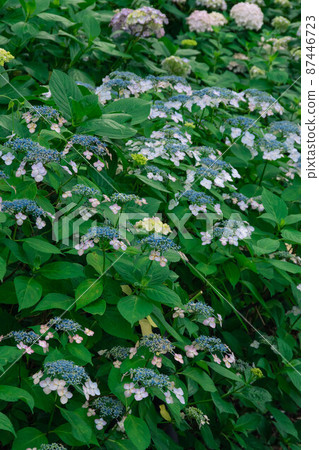 Hydrangeas at Gongendo 87446723