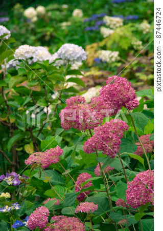 Hydrangeas at Gongendo 87446724