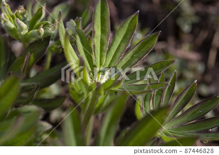 Dew on green leaves of grass and plants Dew on green leaves of grass and plants 87446828