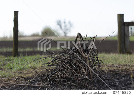 Pile of dry branches cut from fruit trees 87446830