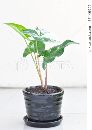 Syngonium podophyllum, Arrowhead Vine or Goosefoot Plant or Araceae Syngonium podophyllum, Arrowhead Vine or Goosefoot Plant or Araceae 87446905