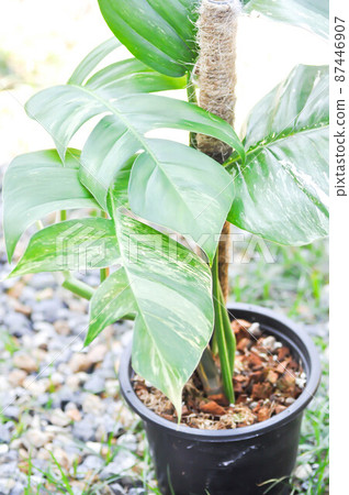 Epipremnum,Epipremnum Pinnatum Variegata or Epipremnum pinnatum variegated albo 87446907
