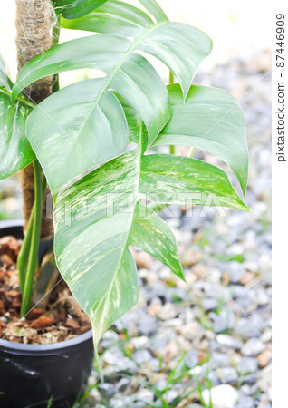 Epipremnum,Epipremnum Pinnatum Variegata or Epipremnum pinnatum variegated albo 87446909