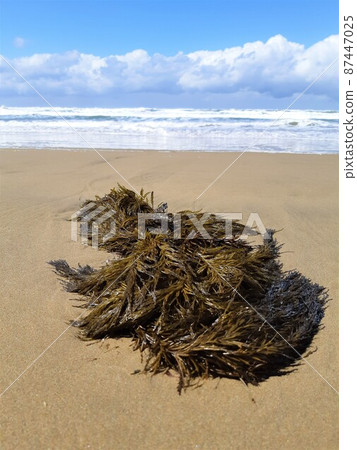 Seaweed washed up on the coast 4 87447025