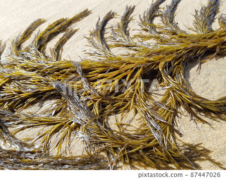 Seaweed washed up on the coast 3 87447026
