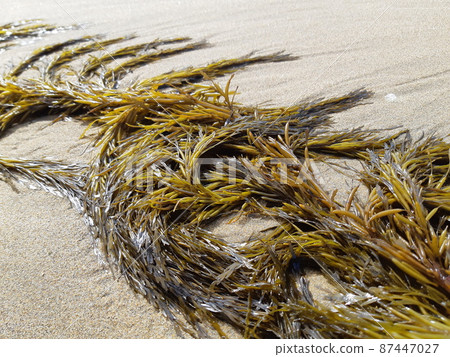 Seaweed washed up on the coast 2 Seaweed washed up on the coast 2 87447027