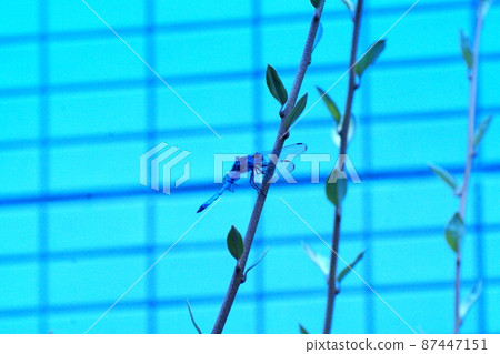 彩色蜻蜓昆蟲節肢動物葉(2022年3月註冊) 彩色蜻蜓昆蟲節肢動物葉(2022年3月註冊) 87447151