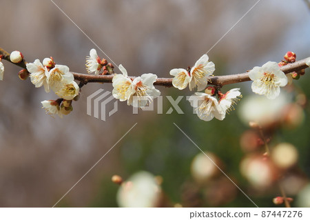 White plum White plum 87447276