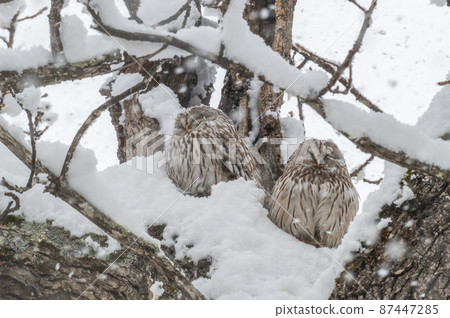 Ezo Owl couple is absent Ezo Owl couple is absent 87447285