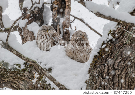 Ezo Owl 夫婦缺席 Ezo Owl 夫婦缺席 87447290