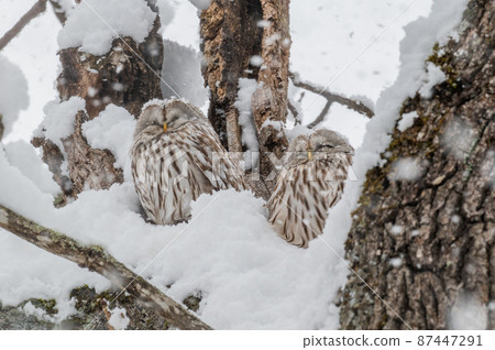 Ezo Owl 夫婦缺席 87447291