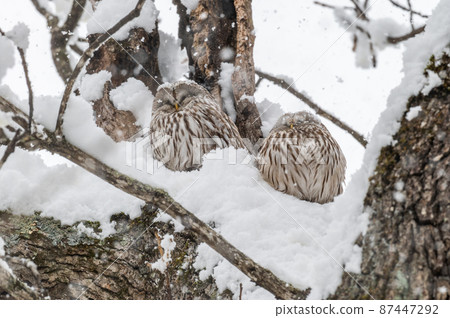 Ezo Owl 夫婦缺席 Ezo Owl 夫婦缺席 87447292