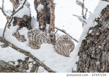 Ezo Owl 夫婦缺席 Ezo Owl 夫婦缺席 87447294