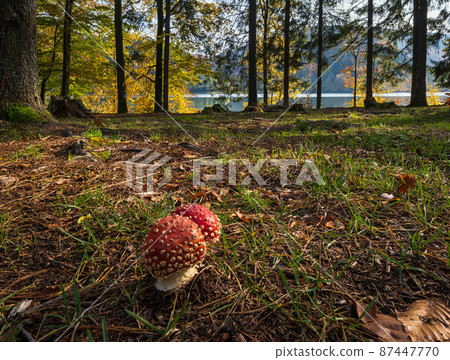 Amanita mushrooms on forest meadow on shore of picturesque lake. Vilshany water reservoir on the Tereblya river, Transcarpathia, Ukraine. Beautiful autumn day in Carpathian Mountains. Amanita mushrooms on forest meadow on shore of picturesque lake. Vilshany water reservoir on the Tereblya river, Transcarpathia, Ukraine. Beautiful autumn day in Carpathian Mountains. 87447770