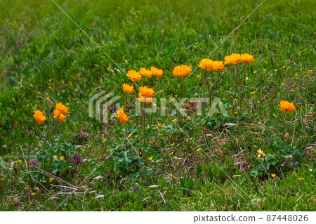 Nature of Altai mountains 87448026