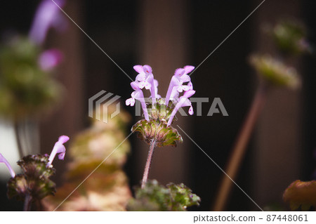 Lamium amplexicaule 87448061