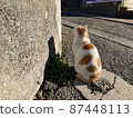 Cat at dusk 87448113