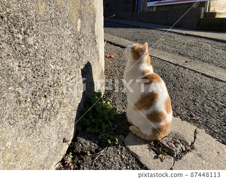 Cat at dusk 87448113