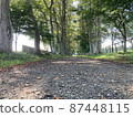 Summer forest road 87448115