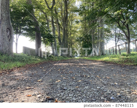 Summer forest road Summer forest road 87448115