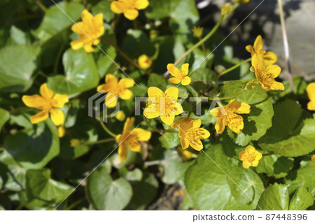 Marsh Marigold Marsh Marigold 87448396