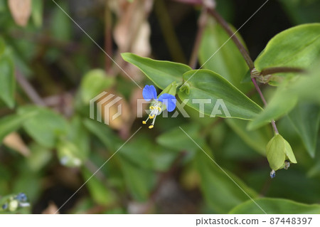 Asiatic dayflower Asiatic dayflower 87448397