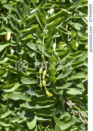 Weeping Japanese pagoda tree 87448409