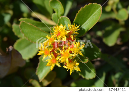 Orange Stonecrop Weihenstephaner Gold 87448411