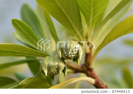 Paperbush Grandiflora 87448413