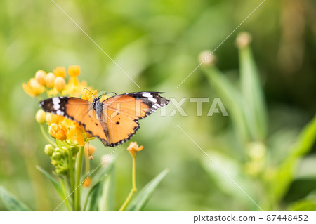 orange monarch butterfly on yellow flower orange monarch butterfly on yellow flower 87448452