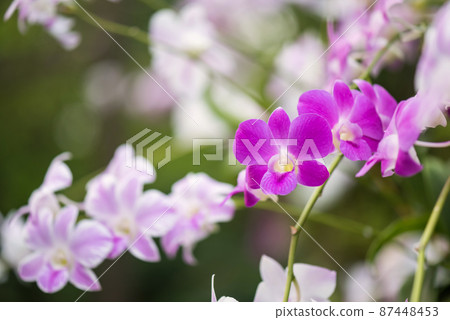 beautiful purple orchid flower bloom in spring garden beautiful purple orchid flower bloom in spring garden 87448453