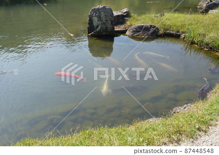 A garden and a pond where carps swim in Kyoto 87448548