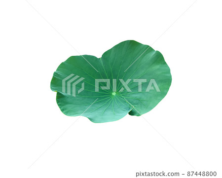 lotus, flower, blossom 87448800