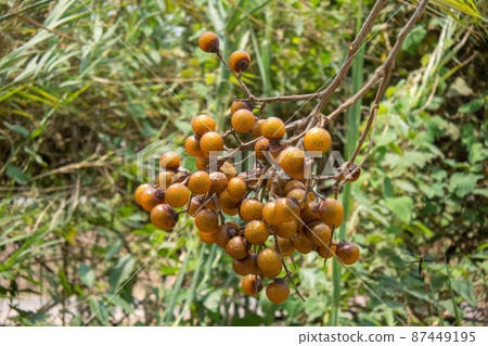 樹上的肥皂果 樹上的肥皂果 87449195