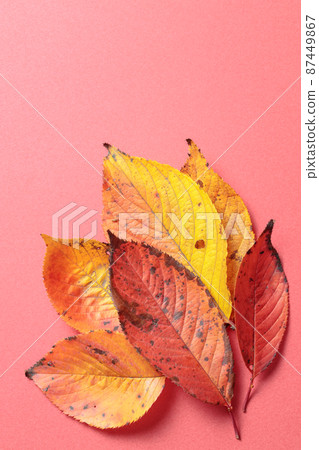 Fallen leaves Fallen leaves 87449867
