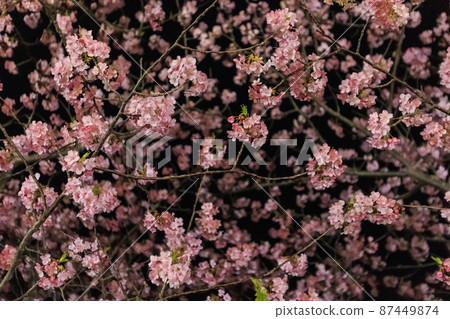 Kawazu cherry blossoms in full bloom in Kawazu Town, Shizuoka Prefecture Illuminated Kawazu cherry blossoms in full bloom in Kawazu Town, Shizuoka Prefecture Illuminated 87449874