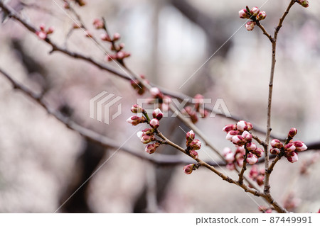 梅花的芽 87449991